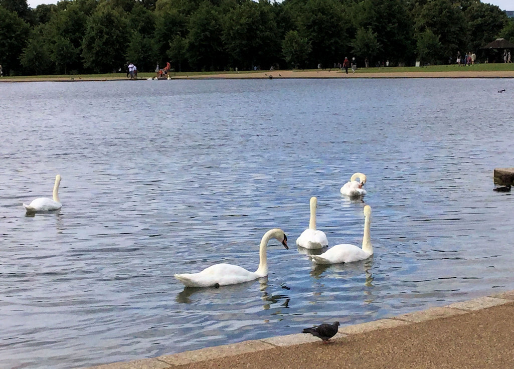 Round Pond photograph